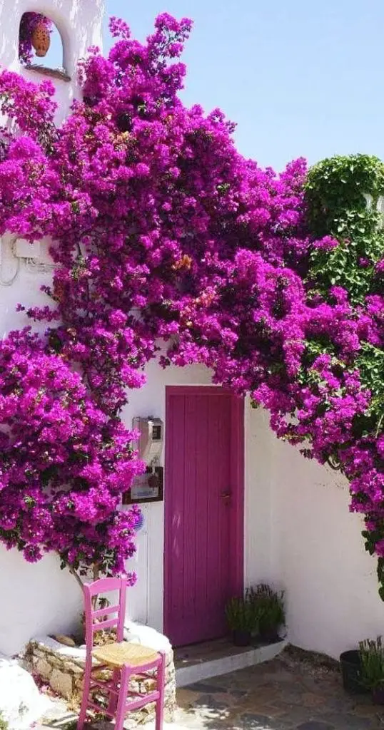 Bougainvillea: how to grow it and when to prune it for splendid ...