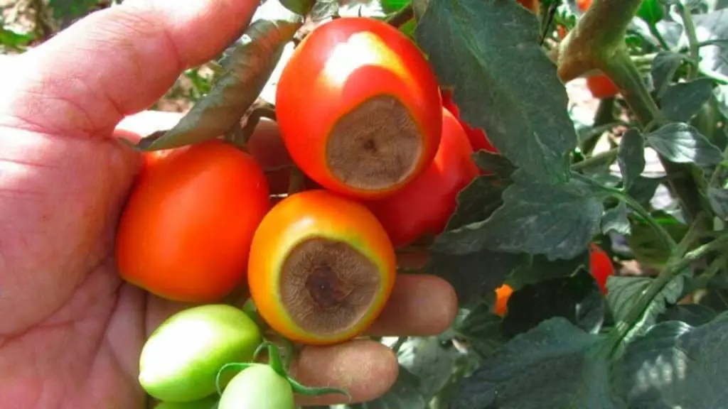 Why do tomatoes turn black at the tip? It is not for lack of water the