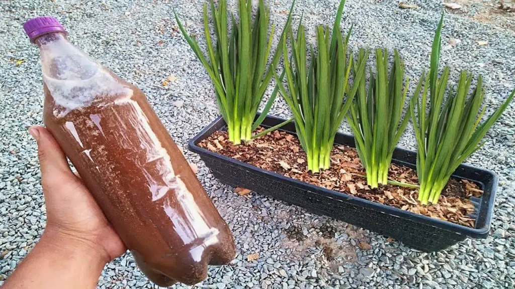 4 tricks to make plants bloom throughout the year and prevent them from