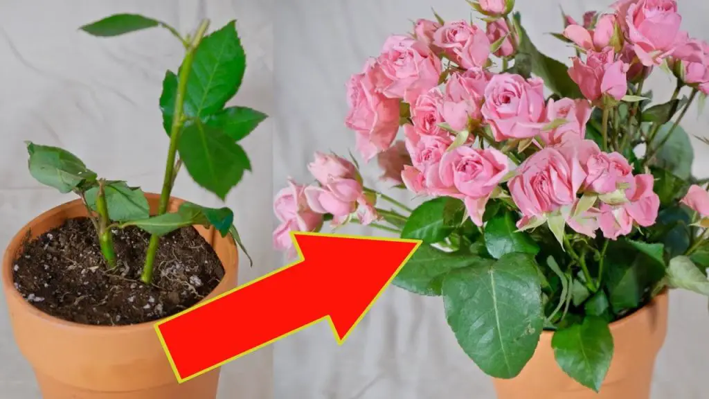 How to reproduce roses starting from the stem to obtain dozens of them