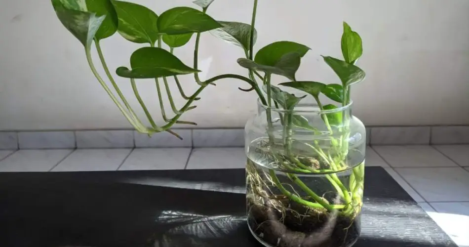 Pothos, how to grow it in a jar: the step-by-step process – Garden ...