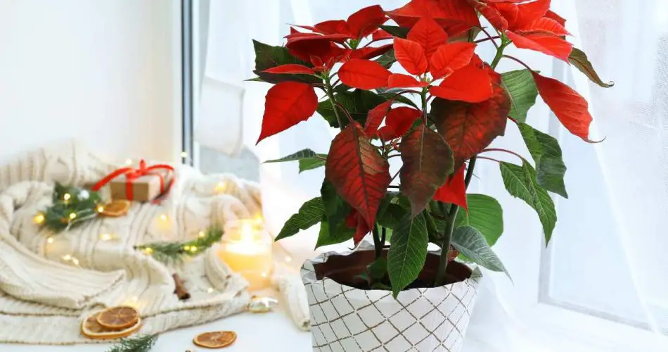 Poinsettia, the best position in the house: it blooms very well here ...