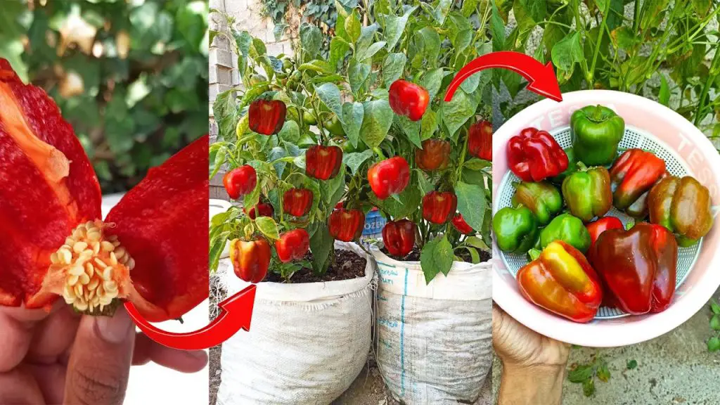 How and When to Harvest Peppers of All Types – Garden Growth Tips