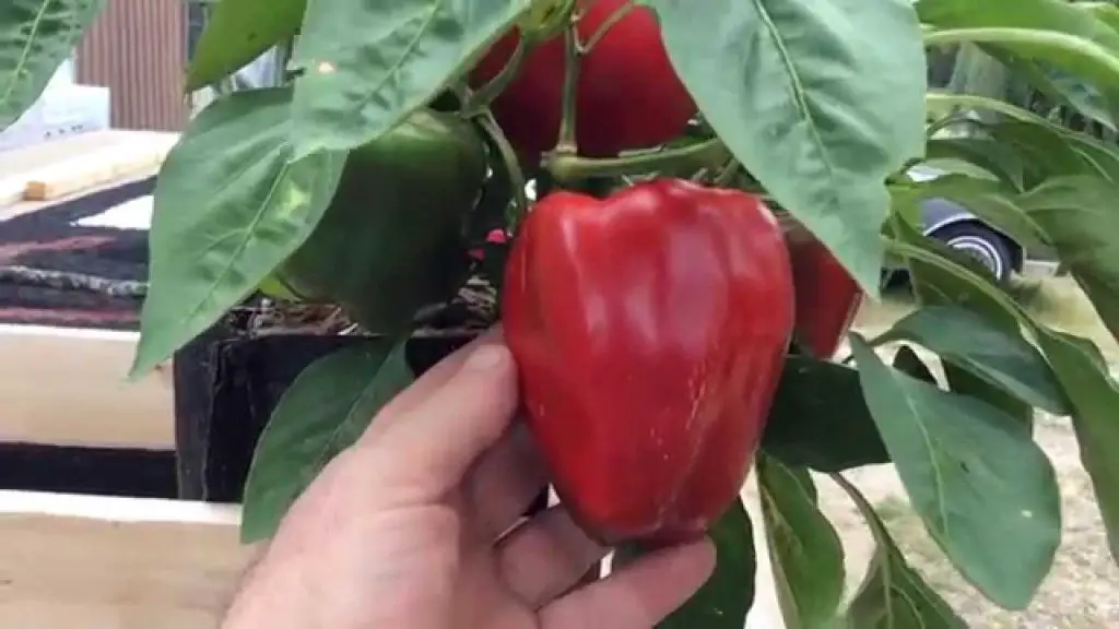 12 Tips for Growing Peppers Indoors Garden Growth Tips