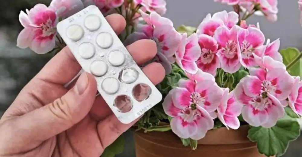 How To Stimulate Root Growth 5 Home Remedies For Your Plants Garden how-to-stimulate-root-growth-5-home-remedies-for-your-plants-garden