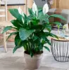 My Spathiphyllum blooms 10 months a year, and the care is easy to the ...