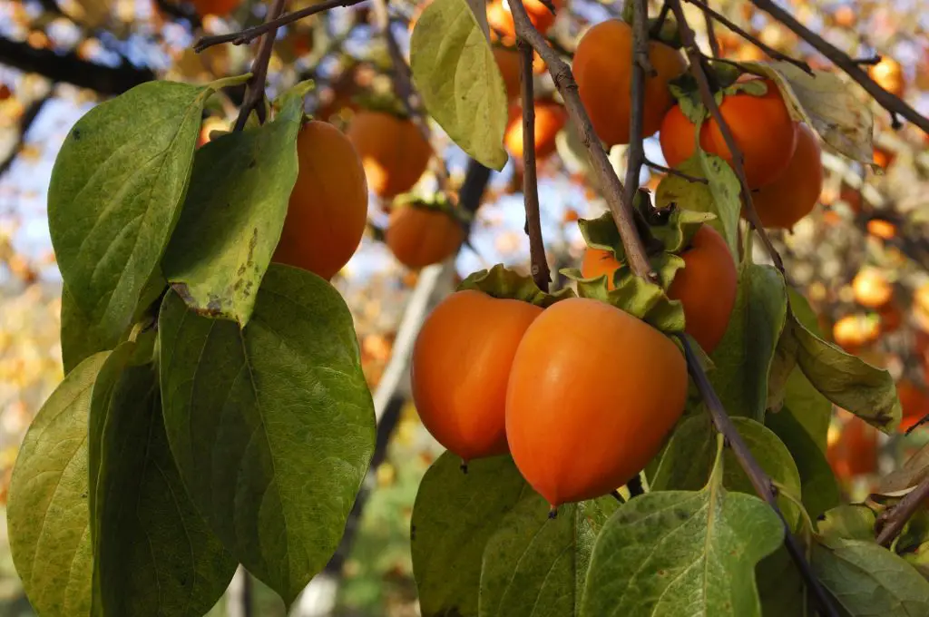 How to grow persimmon tree (also in pots) – Garden Growth Tips