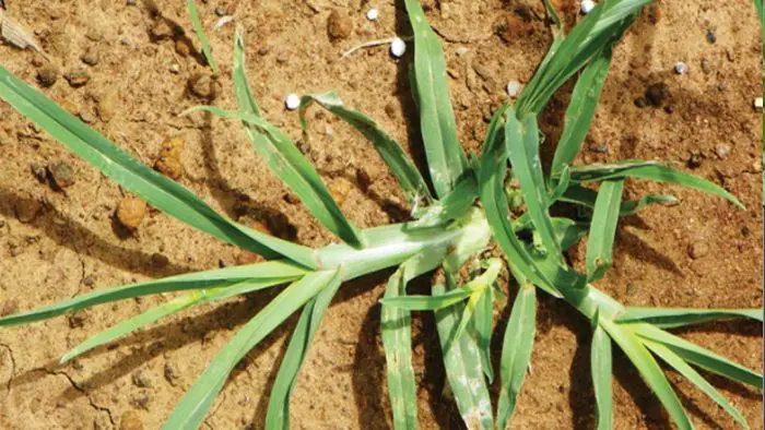 10 Surprising Benefits of Goose Grass: This Plant Hidden in Our Gardens ...